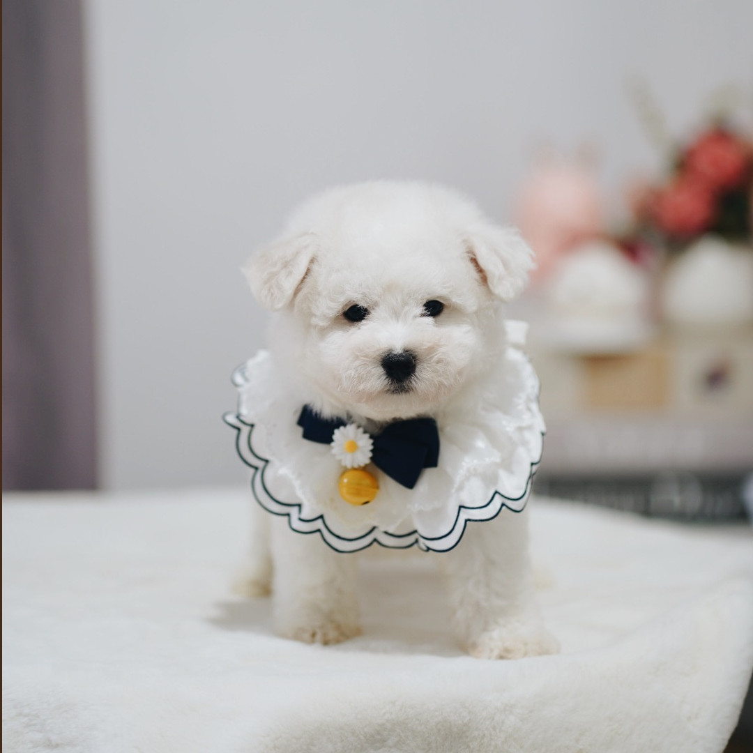 bichon