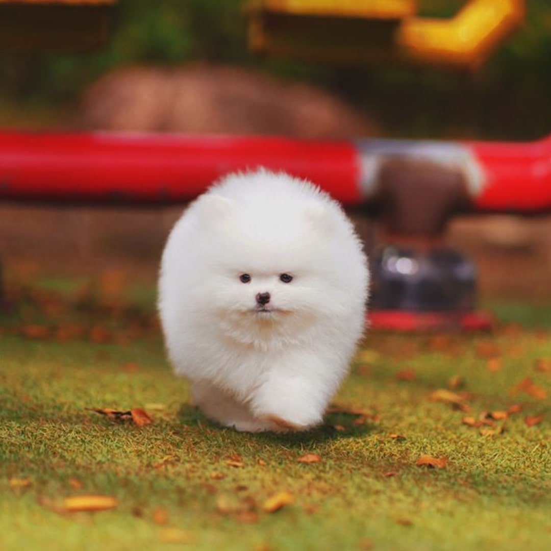 bichon