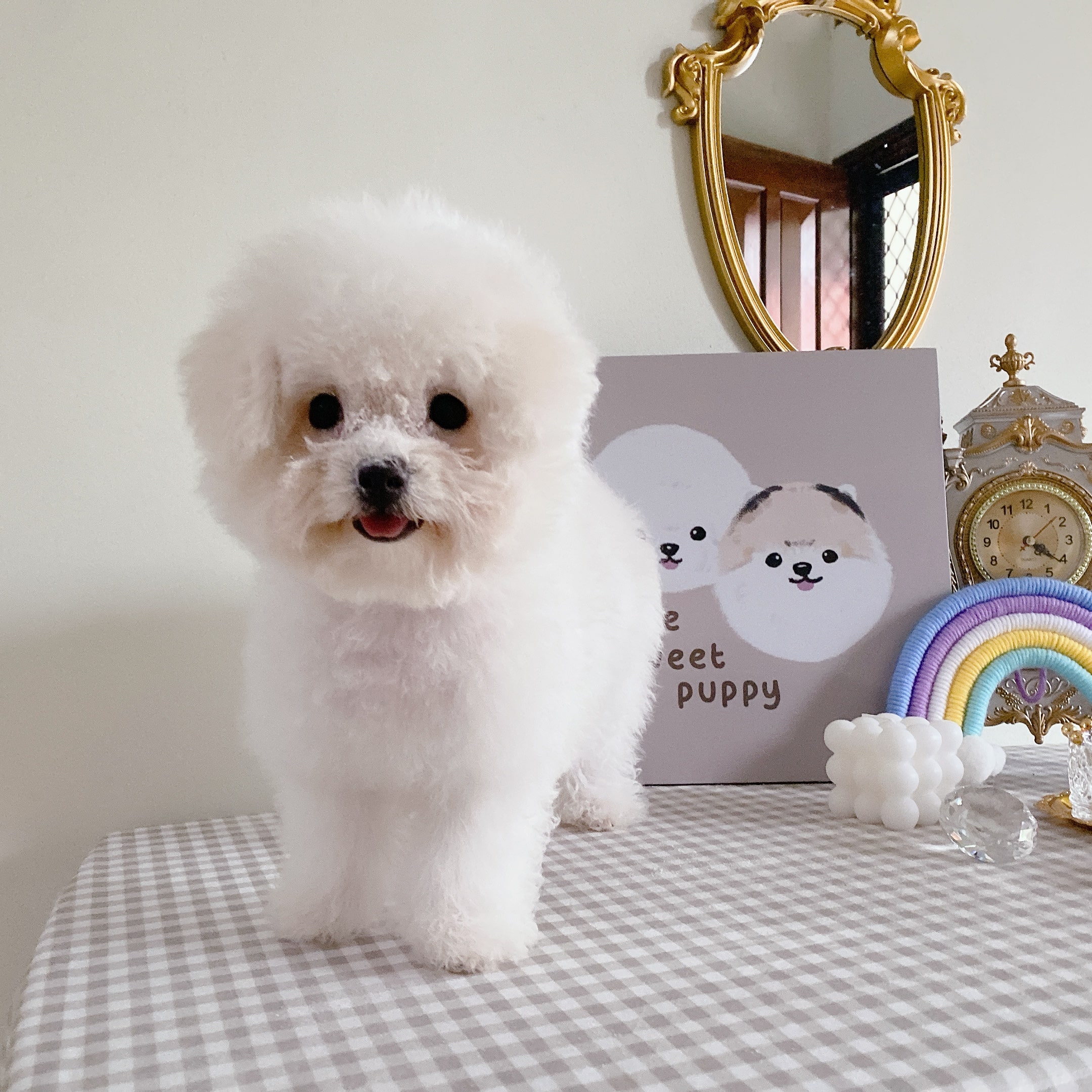 bichon